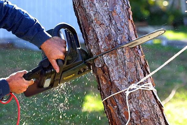 How Our Tree Care Process Works  in  Logan, UT