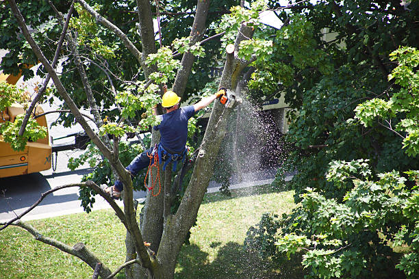 Best Leaf Removal  in Logan, UT