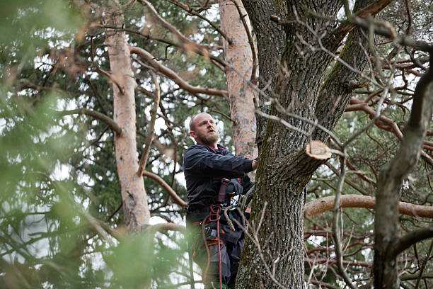 Best Tree Cabling and Bracing  in Logan, UT